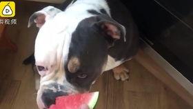 狗狗吃扶手瓜,一场意外的健康危机