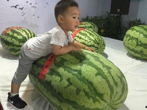 最新潍坊吃瓜事件,揭秘背后真相与网络热议