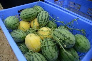 每天更新的吃瓜群,娱乐圈新鲜事速递