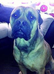 恶犬吃瓜的危害,揭秘潜在危害与防范措施