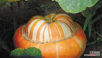 吃瓜酱震惊三观