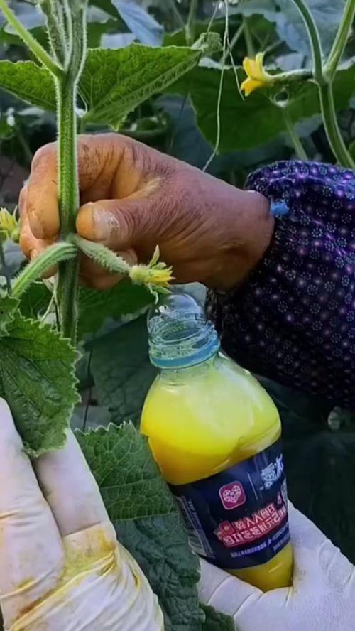 情感共鸣吃瓜,揭秘娱乐圈的喜怒哀乐