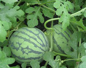 孕妇可以吃瓜炒菜吗,瓜类蔬菜炒菜的安全性解析