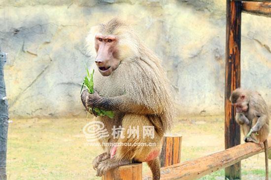 大姐吃瓜像狒狒,趣味横生瞬间走红