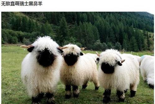 羊爸遛鸟吃瓜,闲适生活的一天