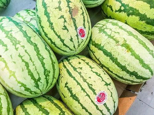 常吃的瓜有什么瓜,常食瓜类大盘点