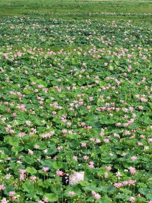 吃瓜晴天,揭秘娱乐圈的甜蜜与苦涩