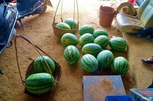 瓜田里的吃瓜,揭秘吃瓜背后的趣味与智慧