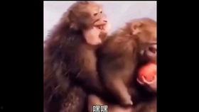 猴王吃瓜配音片段,笑料百出，配音片段引网友热议
