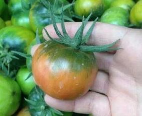 烂番茄保定吃瓜,烂番茄背后的真相与反思