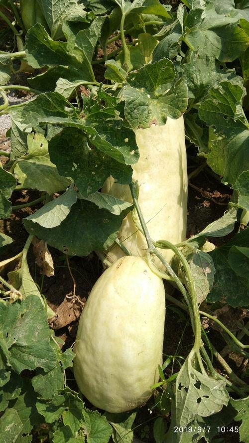 我吃瓜的拼音,我吃瓜的趣味解读