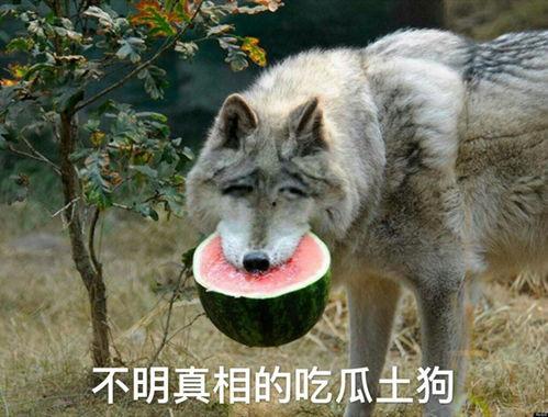 狼队memory吃瓜,揭秘电竞圈的“吃瓜”风云