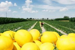 早晨吃蜜瓜好吗,开启美好一天的健康选择