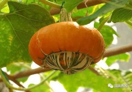 寿瓜怎样吃,解锁健康美味新体验